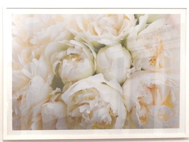 Peonies Glass framed print - Indy Love
